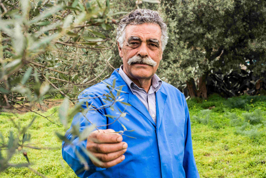 Friendly_Olive_Tour (1).jpg